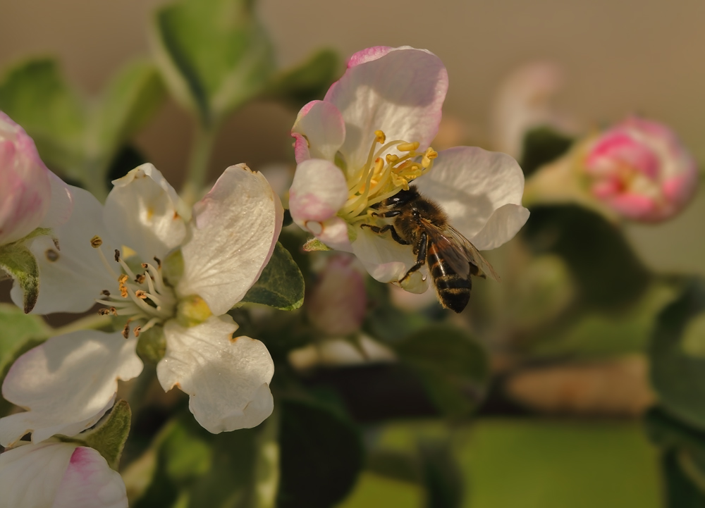 photo "***" tags: nature, flowers, insect