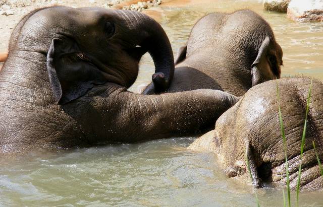 photo "Elephant bath." tags: reporting, 