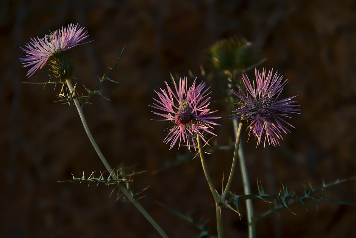 фото "flores silvestres-2" метки: природа, цветы
