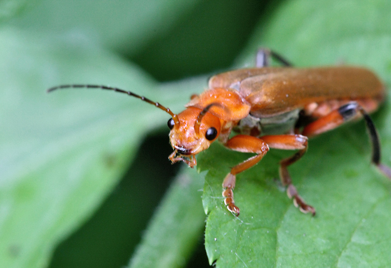 photo "***" tags: nature, macro and close-up, insect