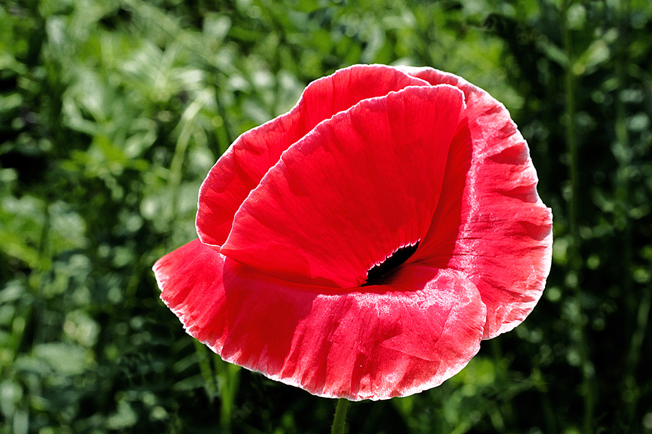 photo "Fragility" tags: nature, macro and close-up, close-up, flowers, poppy, red