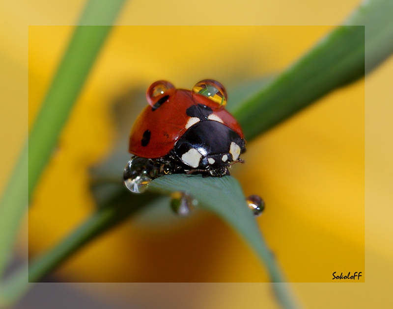 photo "макро,роса,божья коровка" tags: macro and close-up, nature, insect