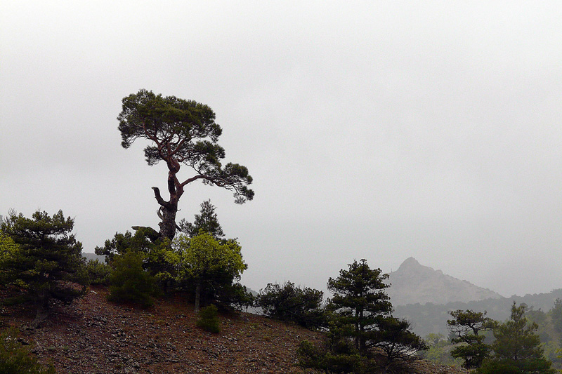 photo "Towering over all" tags: landscape, travel, 