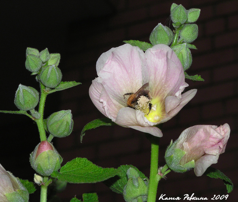 photo "supper" tags: nature, flowers, insect