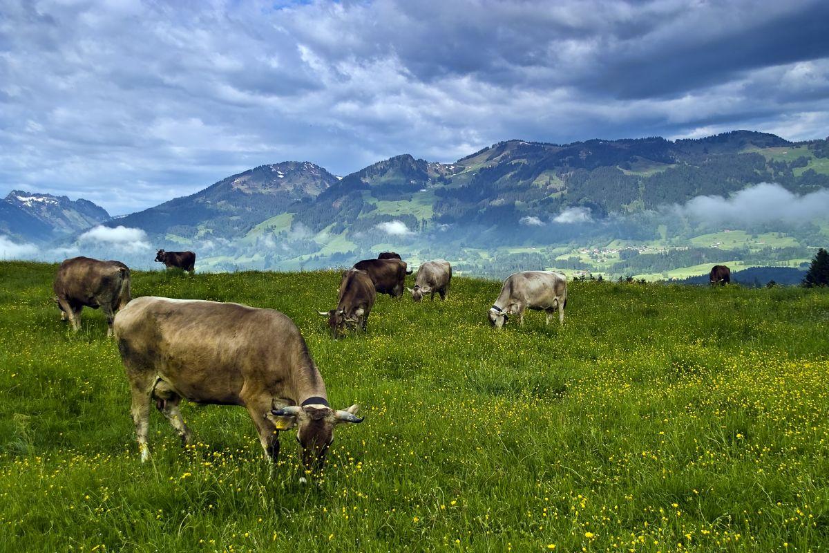 photo "Bavarian Girls" tags: landscape, mountains, spring