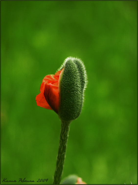 photo "poppy" tags: nature, flowers