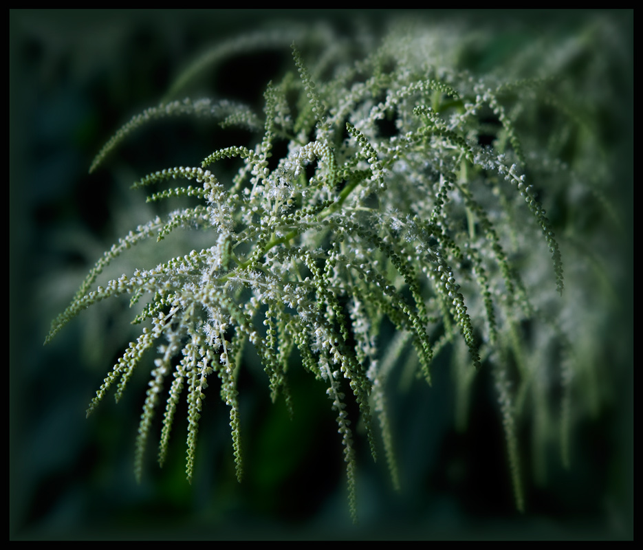 photo "***" tags: nature, macro and close-up, flowers