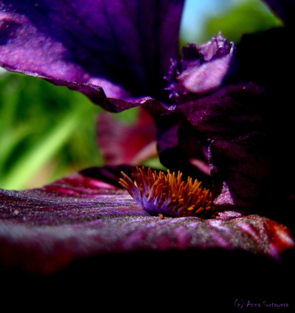 photo "Iris" tags: nature, macro and close-up, flowers