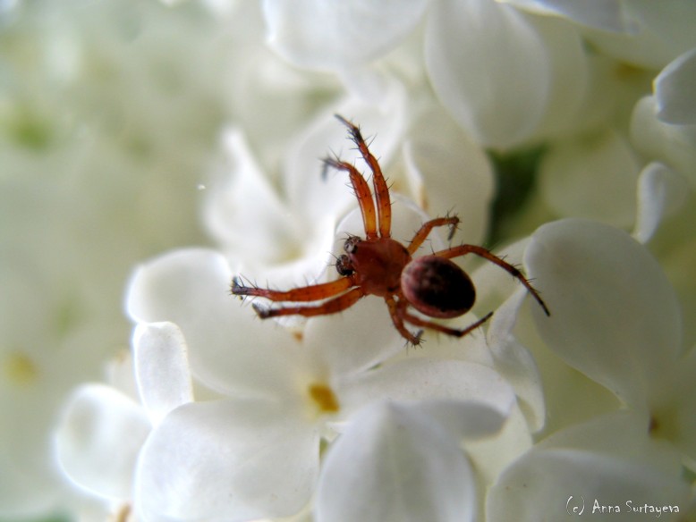 photo "Macro world" tags: nature, macro and close-up, insect