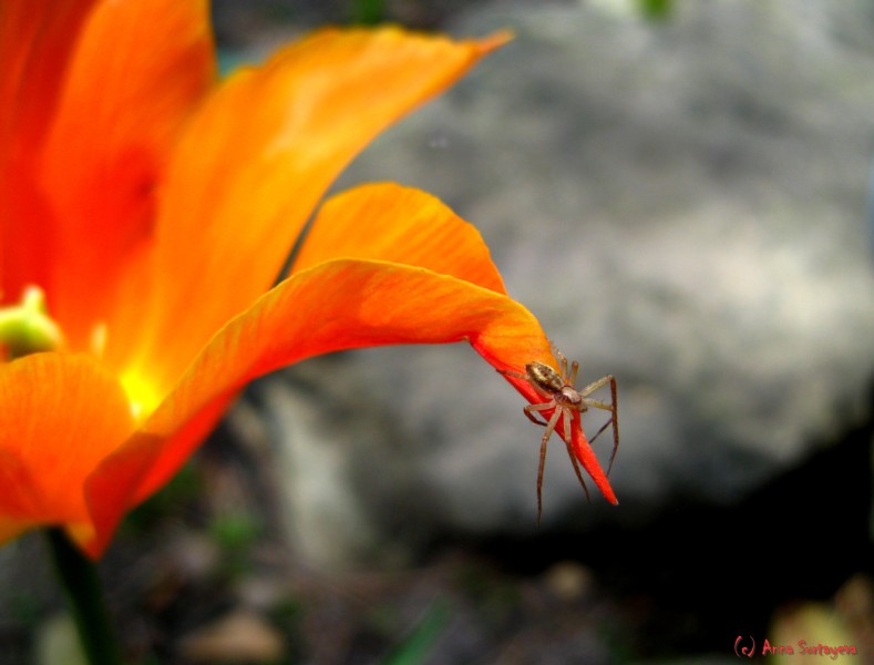 photo "Hug" tags: nature, macro and close-up, insect