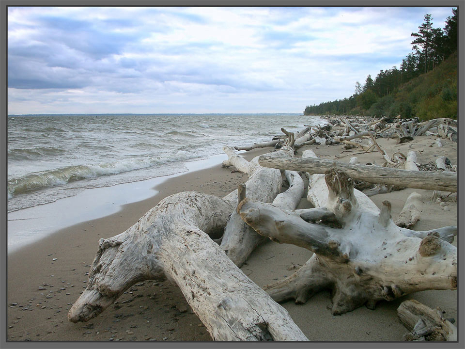 photo "Beach Skeletons" tags: landscape, summer, water