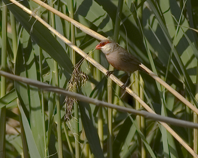 photo "ESTUARY BIRD" tags: landscape, nature, spring, wild animals