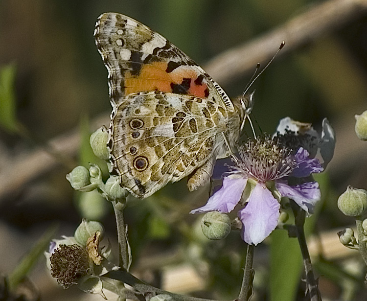 фото "Estuary Butterfly" метки: природа, пейзаж, весна, насекомое