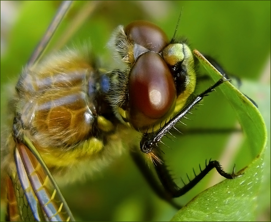 photo "***" tags: macro and close-up, nature, insect