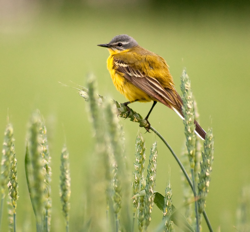 photo "Yellow Wagtail, Motacilla flava" tags: nature, wild animals