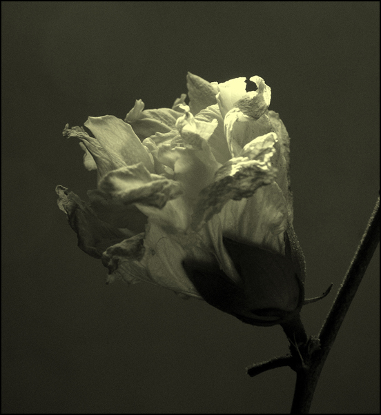photo "The Flame of Fading." tags: nature, black&white, flowers