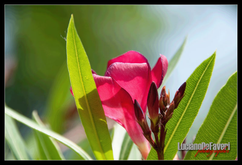 photo "***" tags: nature, flowers