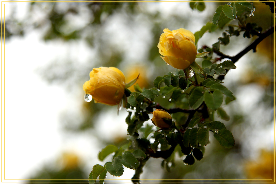 photo "***" tags: nature, flowers