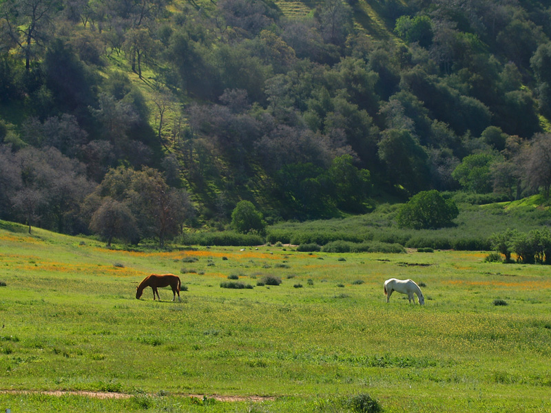 photo "Into Their Own Thing" tags: nature, landscape, summer, wild animals