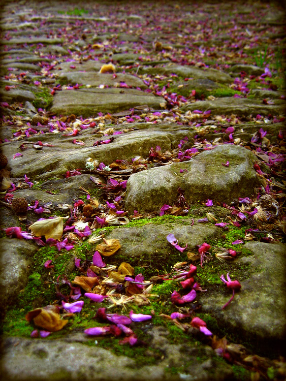 photo "Quiet words" tags: still life, landscape, spring