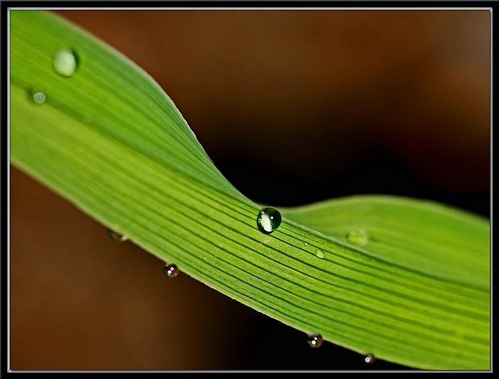 photo "Curvy" tags: nature, macro and close-up, flowers