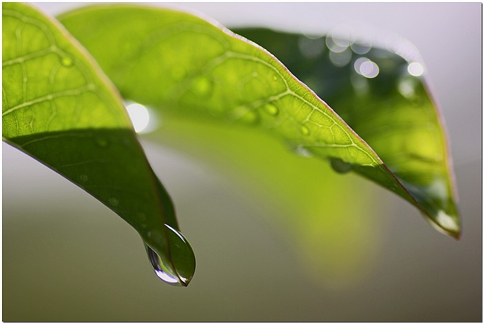 photo "The Last Drop" tags: nature, macro and close-up, flowers