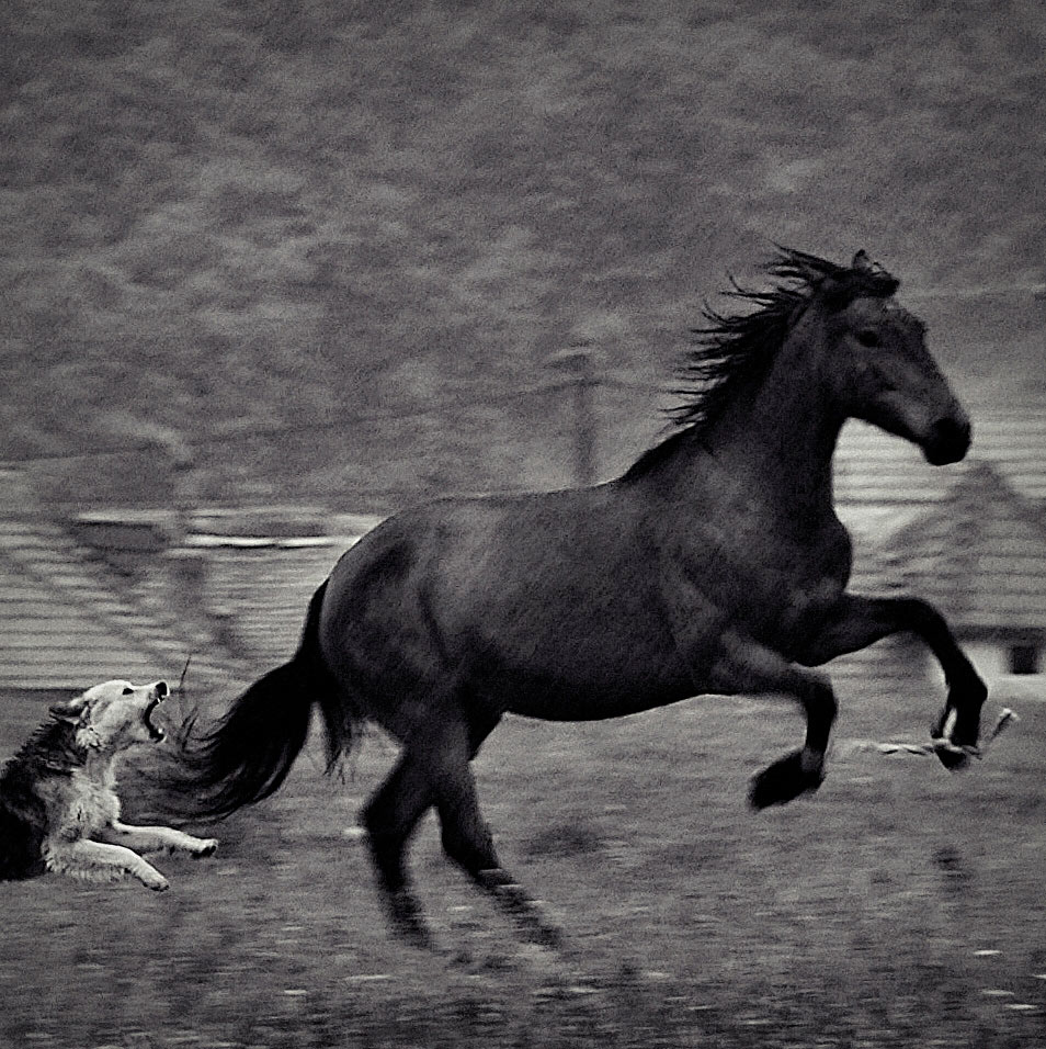 photo "***" tags: nature, pets/farm animals