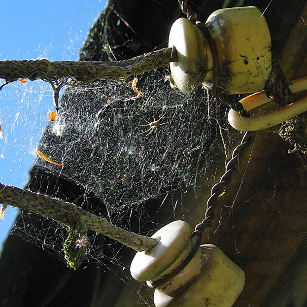 фото "Локальная сеть" метки: природа, макро и крупный план, насекомое