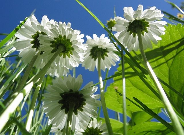 фото "В стране дремучих трав" метки: природа, макро и крупный план, цветы