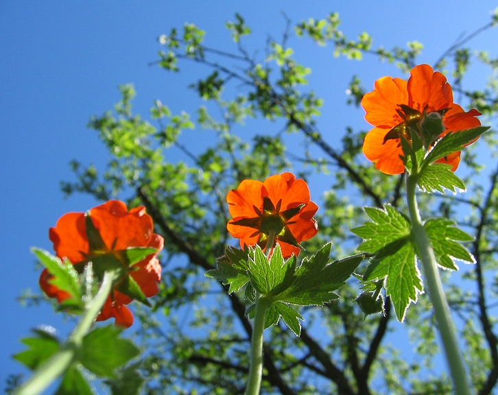 photo "***" tags: nature, macro and close-up, flowers