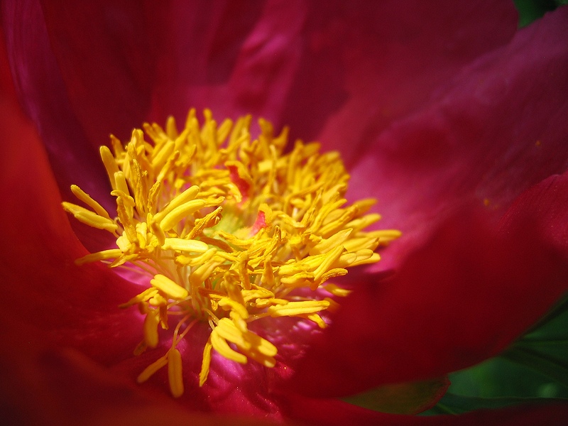 photo "***" tags: nature, macro and close-up, flowers