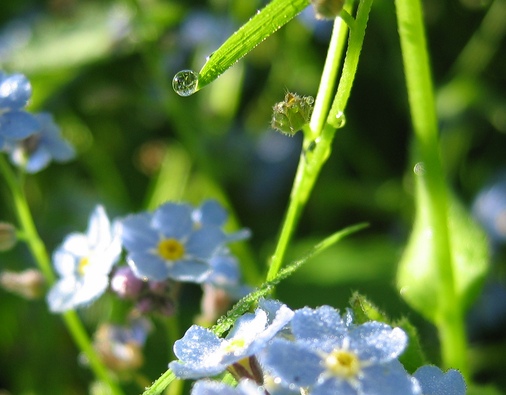 photo "***" tags: nature, macro and close-up, flowers