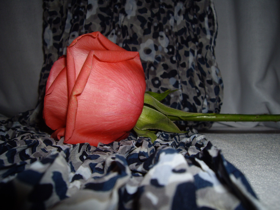 фото "Red rose..." метки: природа, цветы
