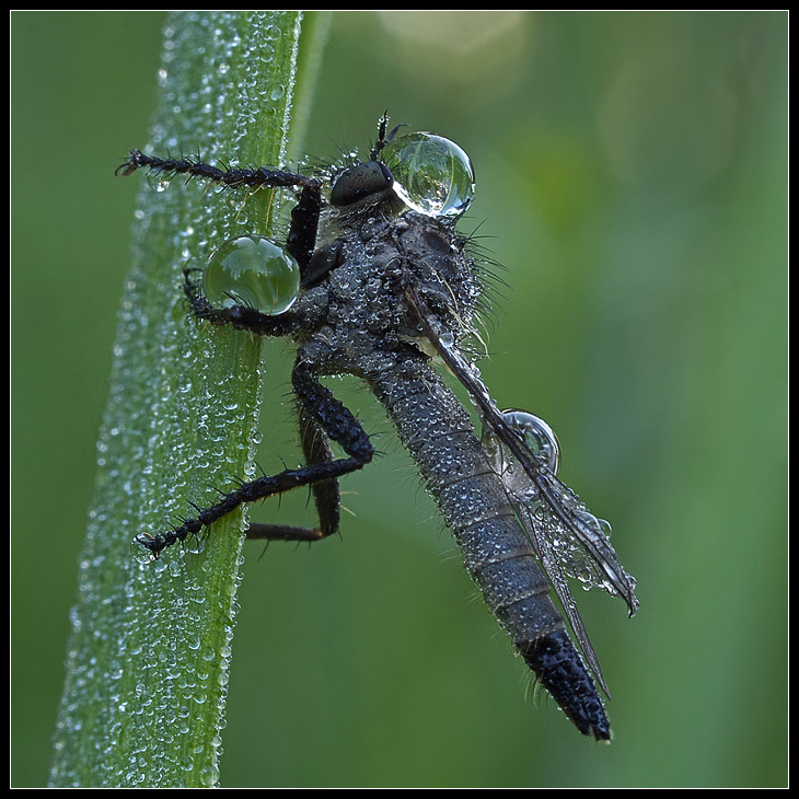 photo "Morning juggler" tags: macro and close-up, nature, insect