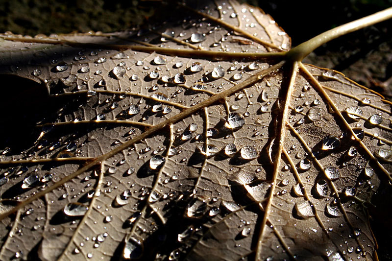 photo "The tears of the sky" tags: nature, macro and close-up, drop, leaves