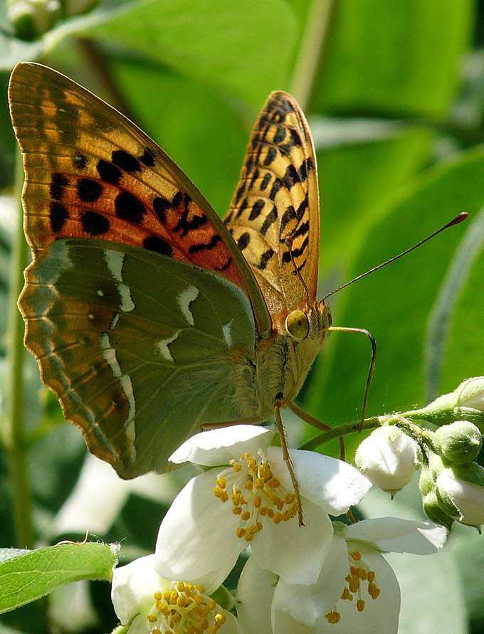 фото "Argynnis pandora" метки: , 