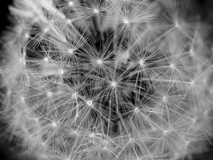 photo "Dandelion" tags: nature, flowers