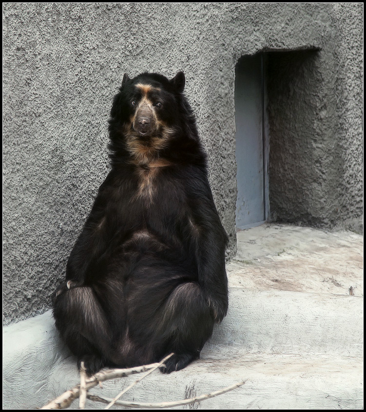фото "lady bear." метки: природа, портрет, дикие животные, женщина
