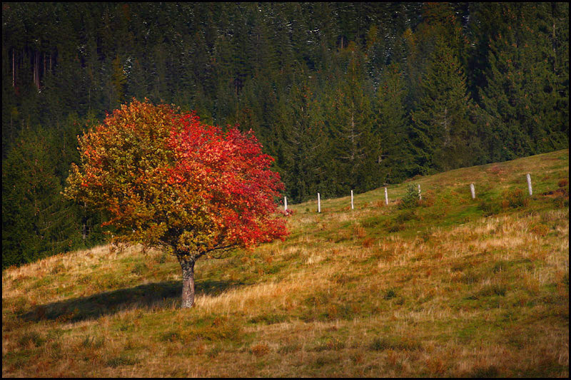 фото "Burning tree" метки: природа, пейзаж, осень, цветы