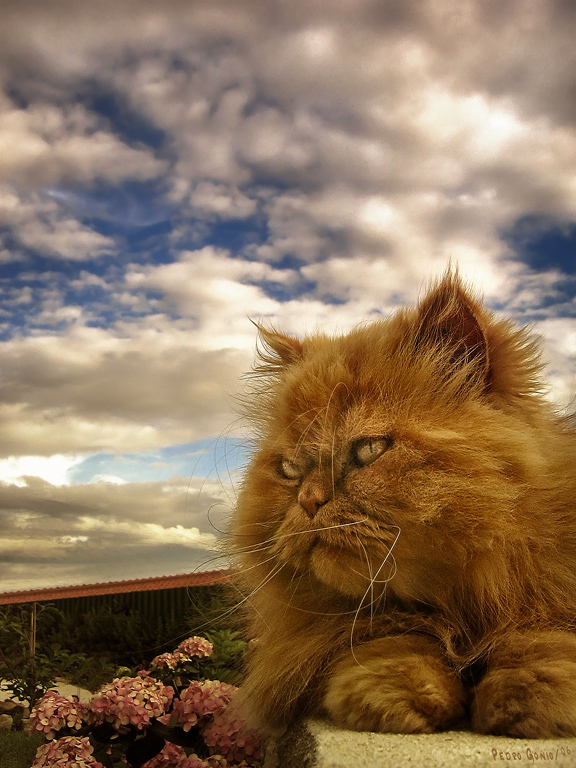 photo "yelLOW and bLUE" tags: nature, pets/farm animals