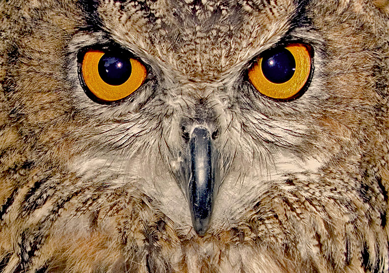 photo "Beware of this Owl" tags: travel, Europe