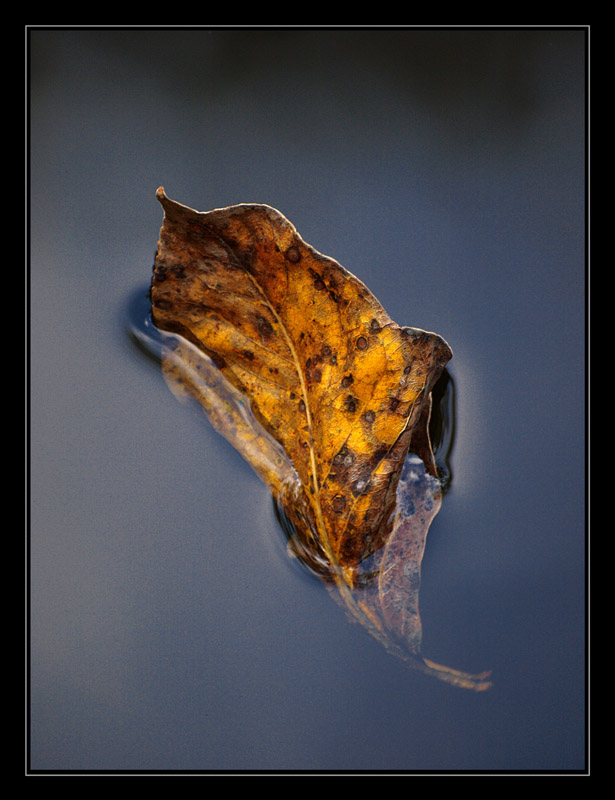 photo "Laef on water" tags: nature, macro and close-up, flowers