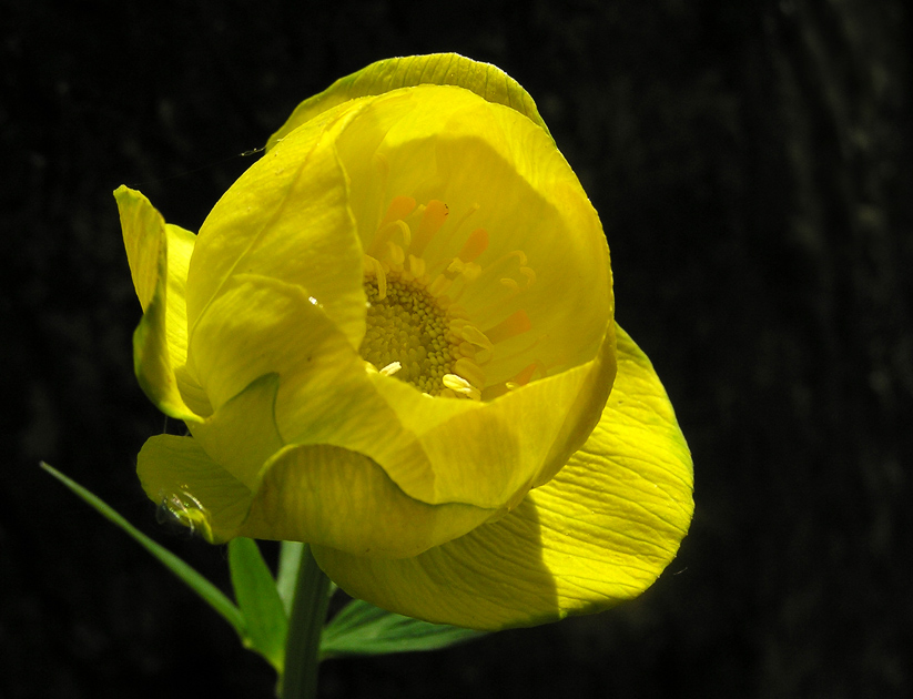 photo "Globe flower" tags: nature, macro and close-up, flowers