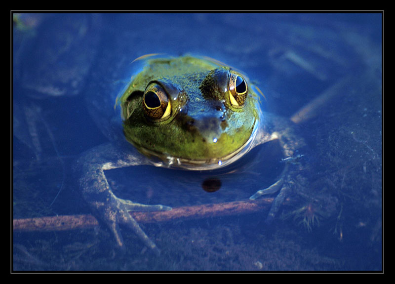 photo "Smiley" tags: nature, macro and close-up, wild animals