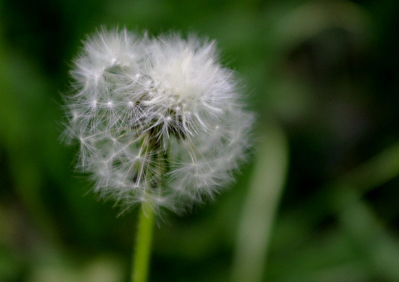 photo "***" tags: nature, macro and close-up, flowers
