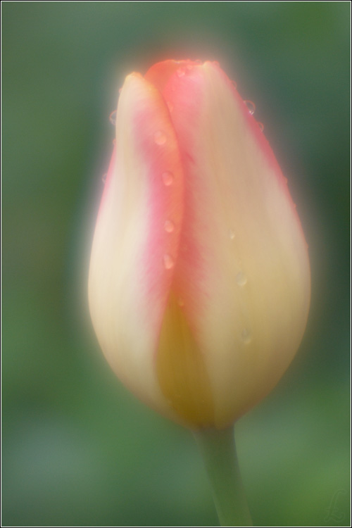 photo "Monocle" tags: nature, macro and close-up, flowers