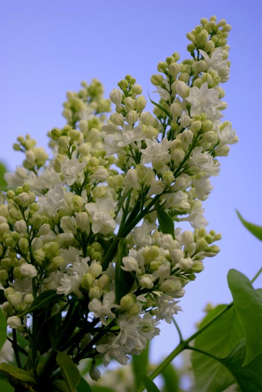 photo "***" tags: nature, macro and close-up, flowers