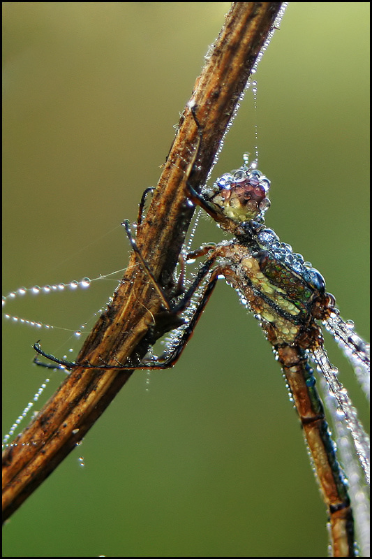 photo "Close up dragonfly" tags: nature, macro and close-up, insect