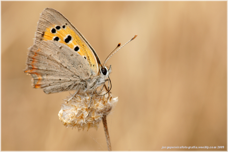 photo "Lycaena Phalaes" tags: macro and close-up, nature, insect