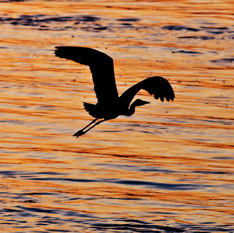 photo "flying low" tags: nature, travel, Europe, wild animals